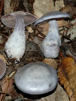 Spider web mushrooms and their varieties