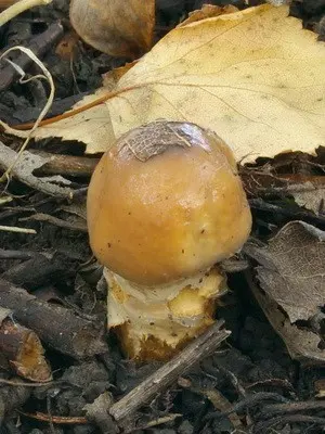 Spider web mushrooms and their varieties