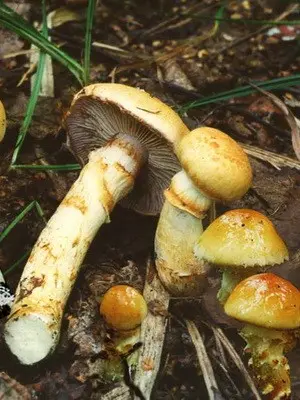 Spider web mushrooms and their varieties