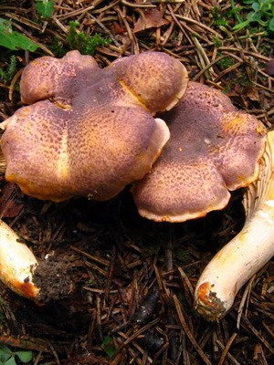 Spider web mushrooms and their varieties