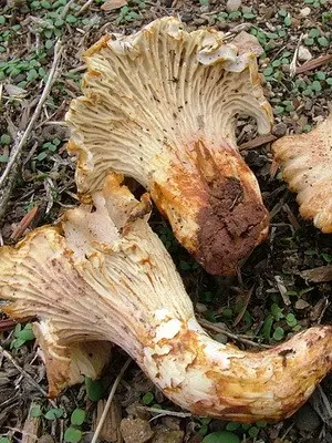 Spider web mushrooms and their varieties