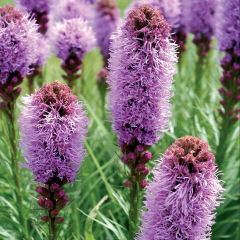 Spikelet liatris: planting with tubers, varieties, photos in the landscape design of the garden