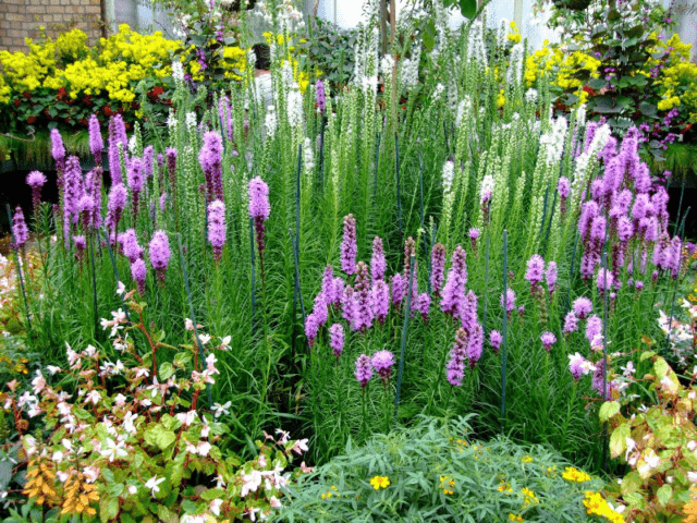 Spikelet liatris: planting with tubers, varieties, photos in the landscape design of the garden