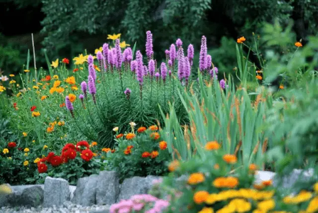 Spikelet liatris: planting with tubers, varieties, photos in the landscape design of the garden