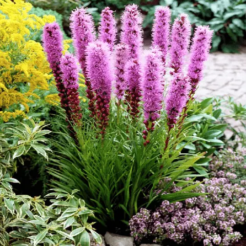 Spikelet liatris: planting with tubers, varieties, photos in the landscape design of the garden