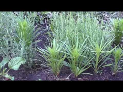 Spikelet liatris: planting with tubers, varieties, photos in the landscape design of the garden