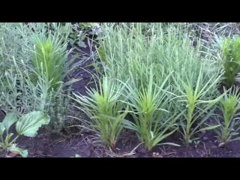 Spikelet liatris: planting with tubers, varieties, photos in the landscape design of the garden