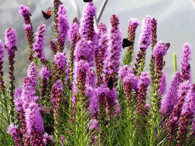 Spikelet liatris: planting with tubers, varieties, photos in the landscape design of the garden