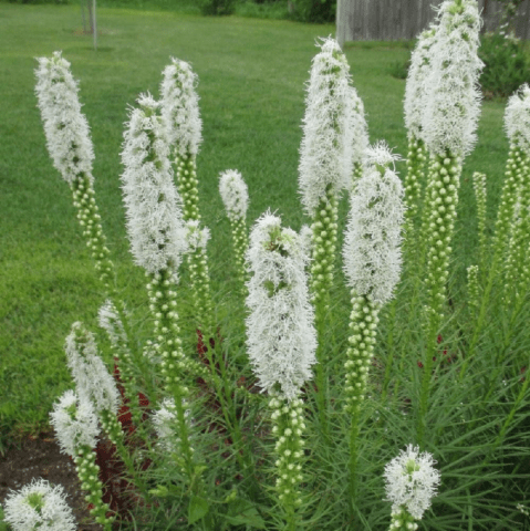 Spikelet liatris: planting with tubers, varieties, photos in the landscape design of the garden