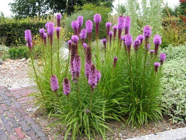 Spikelet liatris: planting with tubers, varieties, photos in the landscape design of the garden