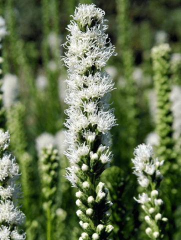 Spikelet liatris: planting with tubers, varieties, photos in the landscape design of the garden