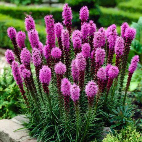 Spikelet liatris: planting with tubers, varieties, photos in the landscape design of the garden