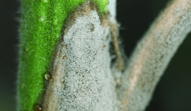 Spikelet liatris: planting with tubers, varieties, photos in the landscape design of the garden