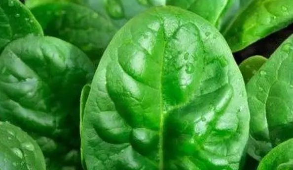 Spinach garden - a set of useful properties in one plant