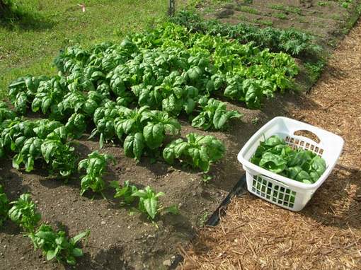 Spinach garden - a set of useful properties in one plant