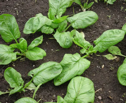 Spinach garden - a set of useful properties in one plant