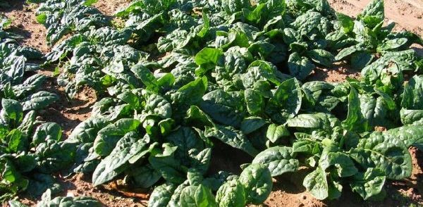 Spinach garden - a set of useful properties in one plant