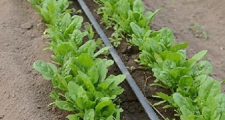 Spinach garden - a set of useful properties in one plant