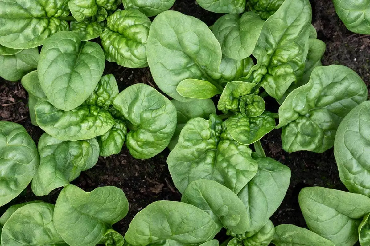 Spinach garden &#8211; a set of useful properties in one plant