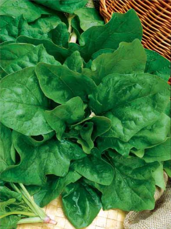 Spinach: growing at home from seeds for beginners