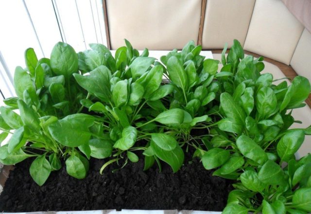 Spinach: growing at home from seeds for beginners