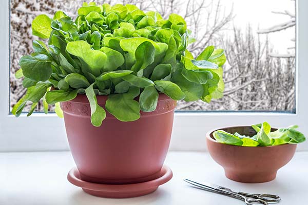 Spinach: growing at home from seeds for beginners