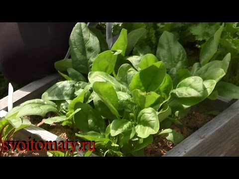 Spinach: growing from seeds at home, collecting and storing