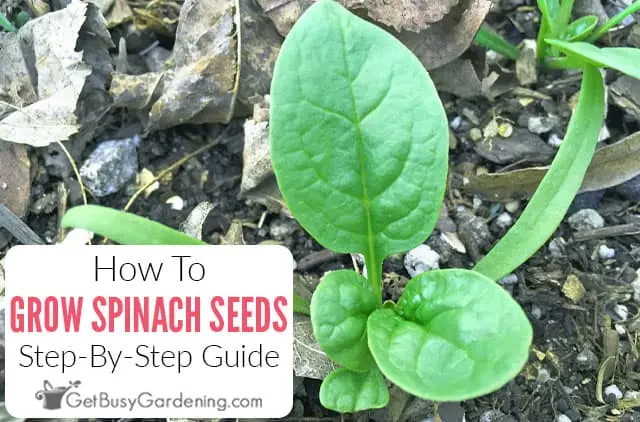 Spinach: growing from seeds at home, collecting and storing