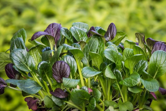 Spinach: health benefits, contraindications