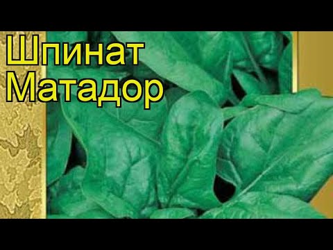 Spinach Matador: reviews and cultivation