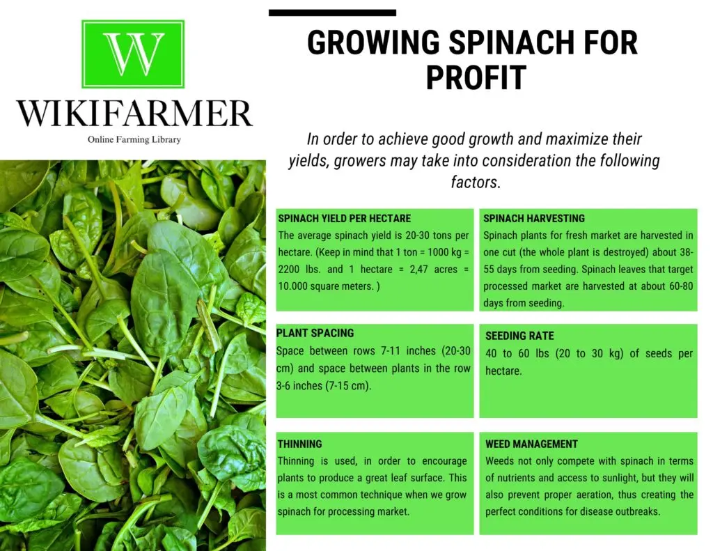 Spinach &#8211; properties, action, preparation. Who is spinach not suitable for?