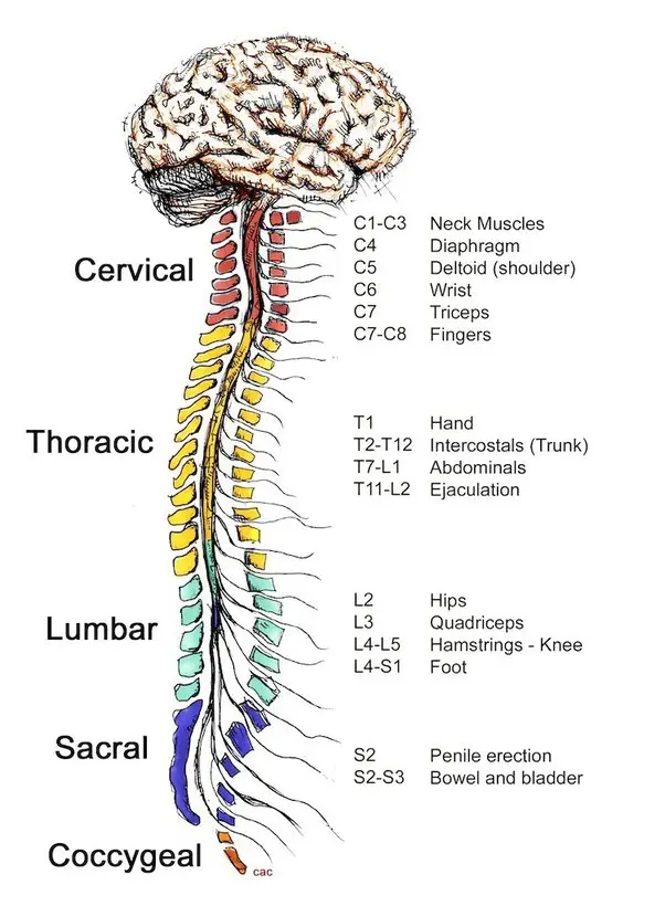 Spinal cord injury. «From the waist down I felt nothing. I had two options »