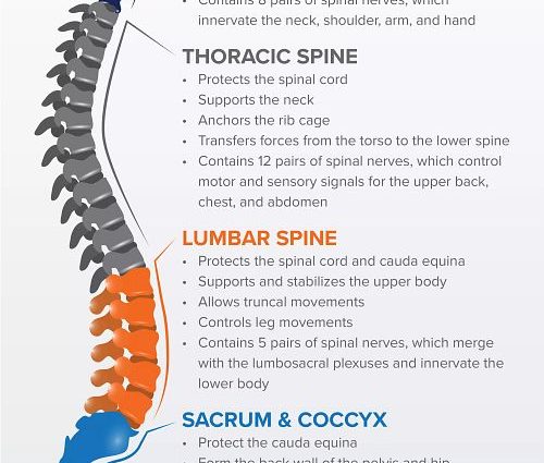 Spine sections. Structure, functions and ailments of the spine