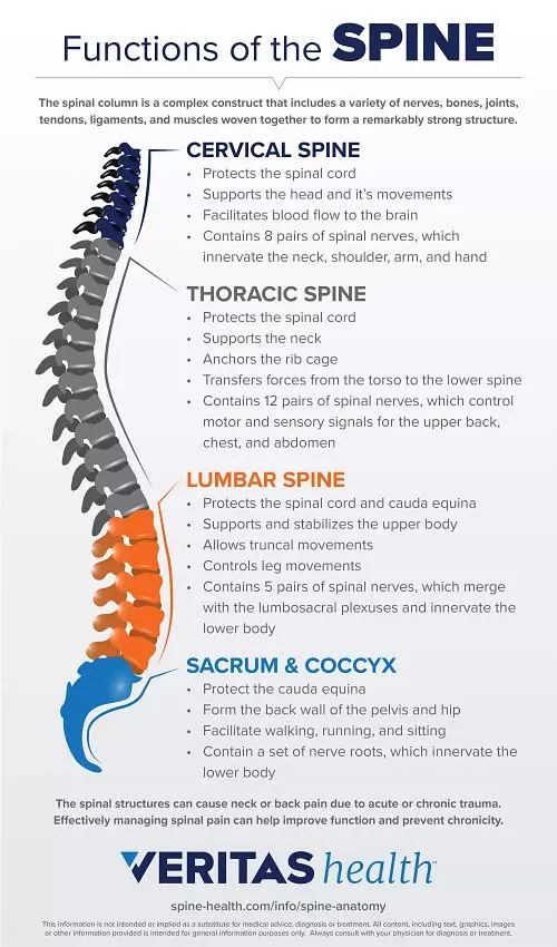 Spine sections. Structure, functions and ailments of the spine