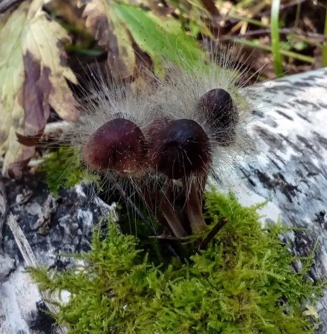 Spinellus bristly (Spinellus fusiger) photo and description