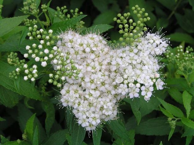 Spiraea Albiflora