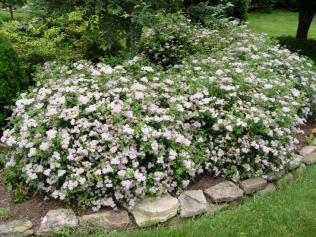 Spiraea Albiflora