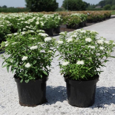 Spiraea Albiflora