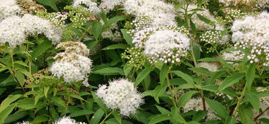 Spiraea Albiflora