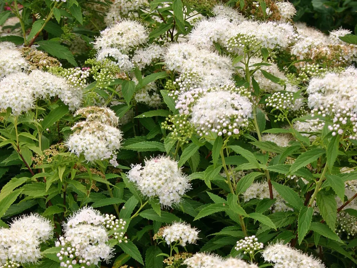 Spiraea Albiflora