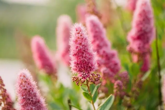 Spiraea Billard: photo and description