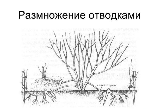 Spiraea Billard: photo and description