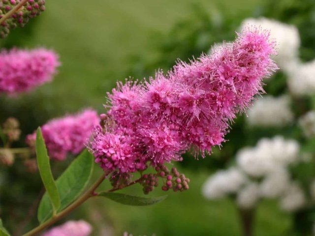 Spiraea Billard: photo and description