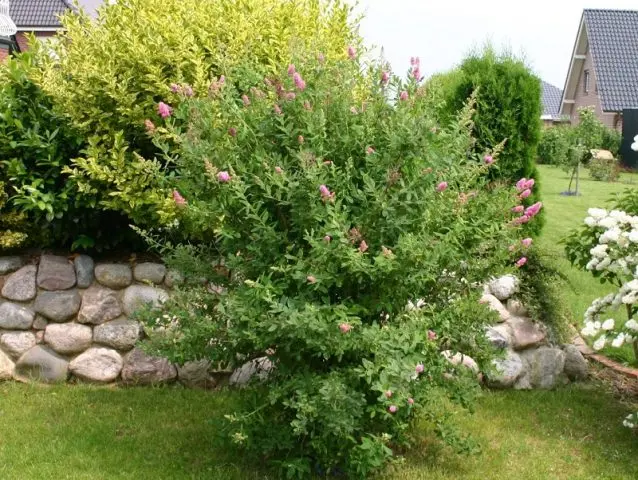 Spiraea Billard: photo and description