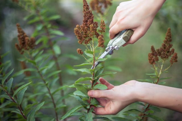 Spiraea Billard: photo and description