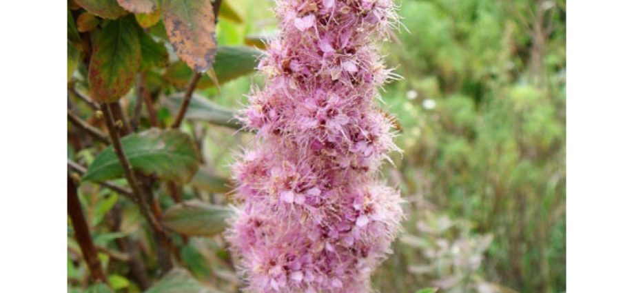 Spiraea Billard: photo and description