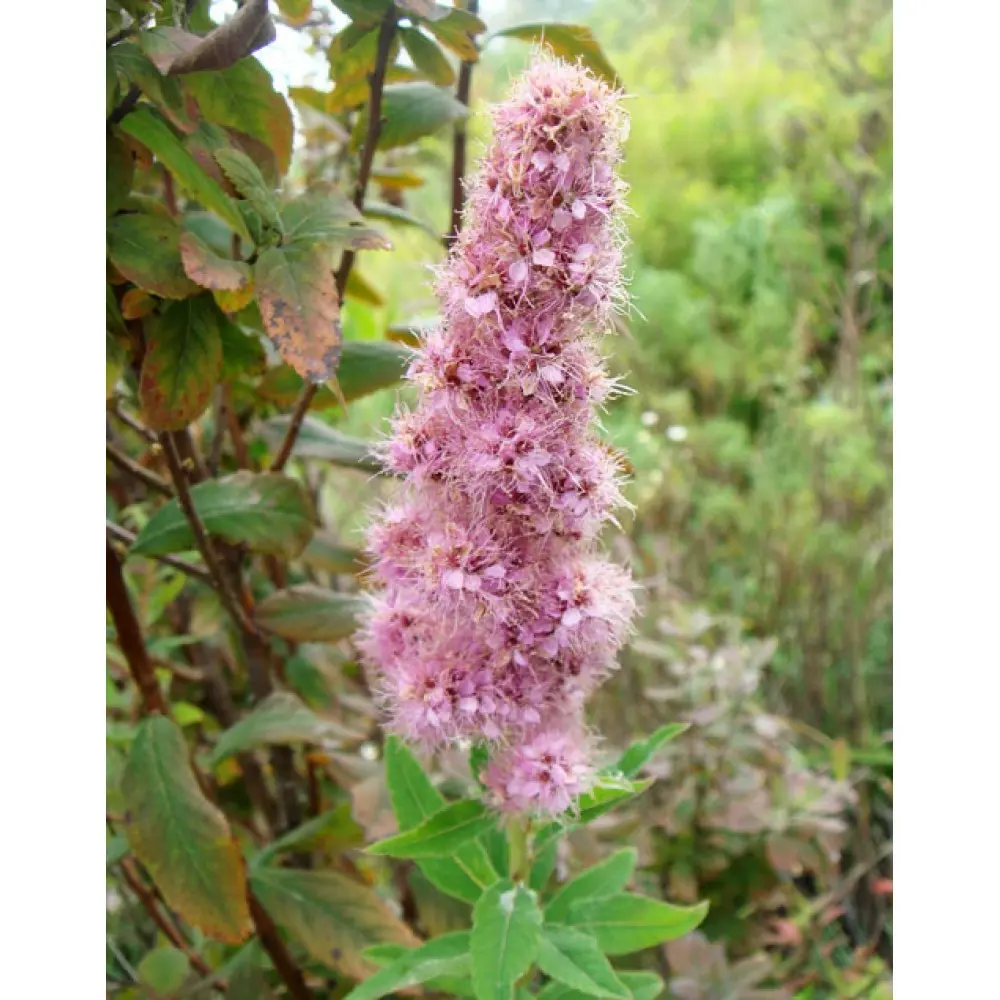 Spiraea Billard: photo and description