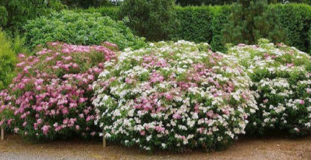 Spiraea Genpei