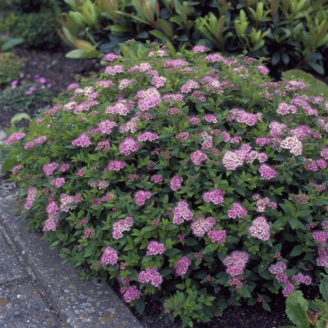 Spiraea Genpei