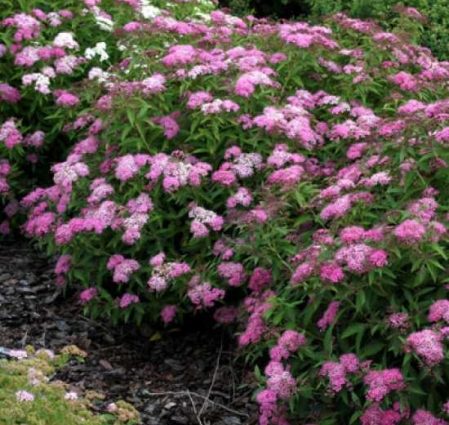 Spiraea Genpei